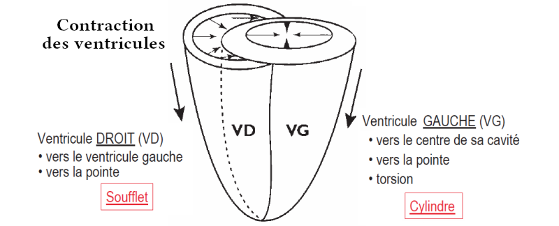 Contraction des ventricules