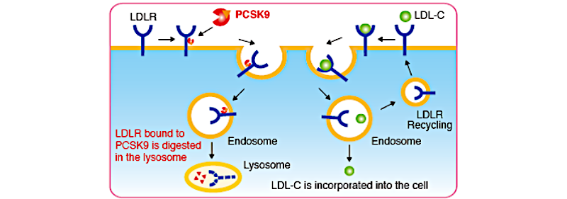 Fonctionnement de la PCSK9