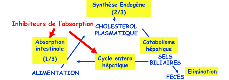 Inhibiteurs de l’absorption du cholestérol