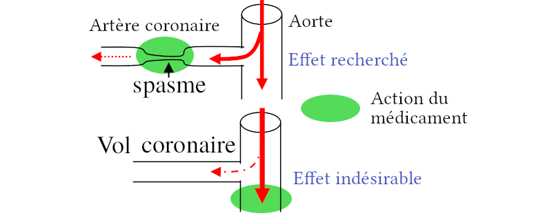 Effet des dihydropyridines sur la circulation coronaire