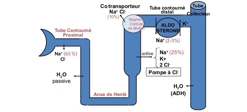 Physiologie du glomérule rénal