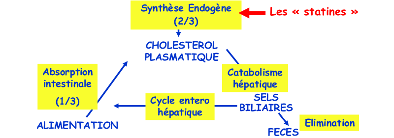 Inhibiteurs de la synthèse endogène du cholestérol