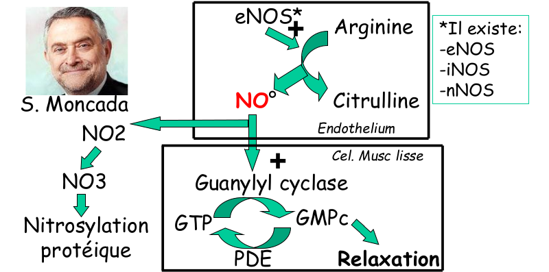 Physiologie du NO