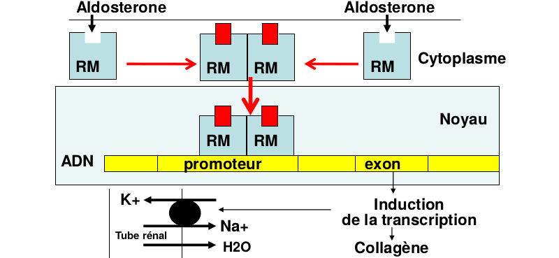 Les récepteurs aux minéralocorticoïdes