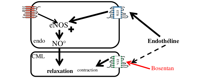 Pharmacodynamie des Sentans