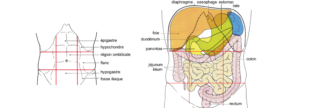 Tube digestif abdominal