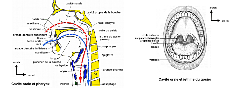 Anatomie De Lappareil Digestif 