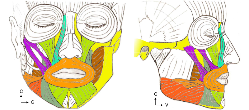 Muscles de la cavité buccale