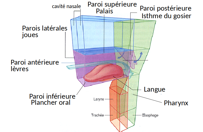 Limites de la cavité bucale