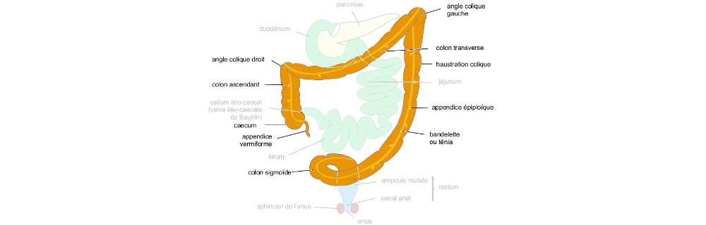 Le côlon