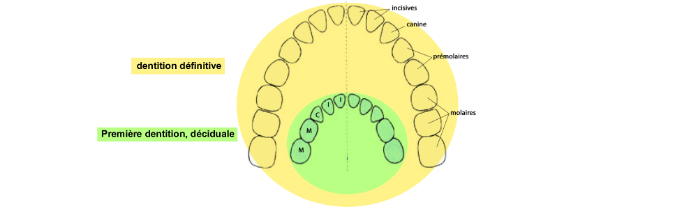 Dents