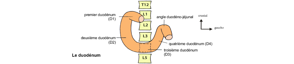 Le duodénum