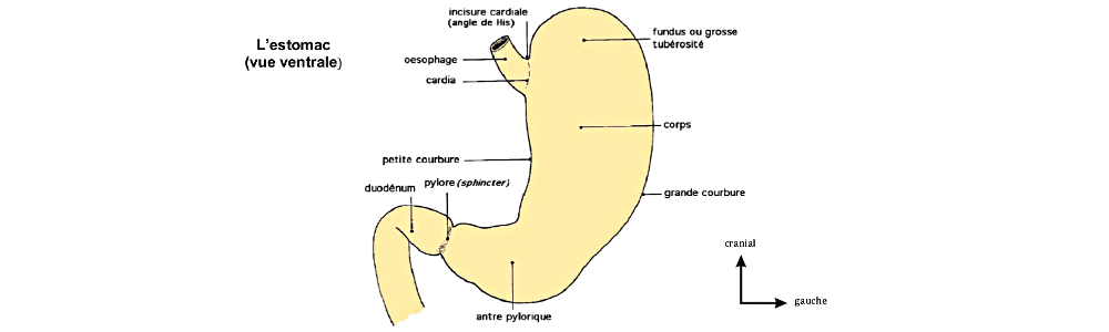 Estomac