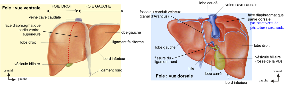 Le foie