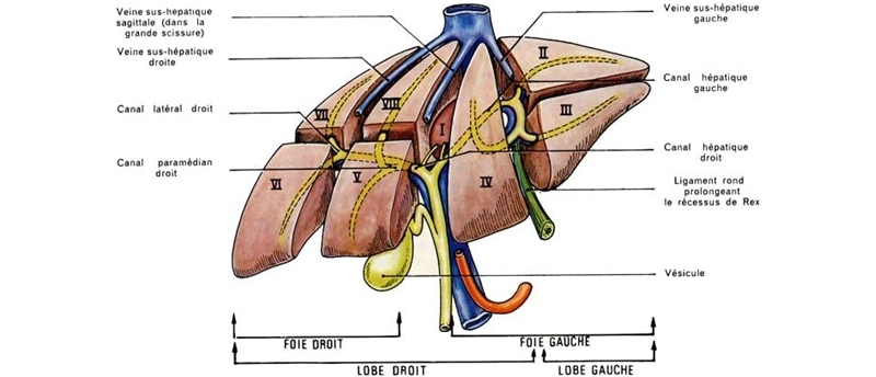 Division fonctionnelle du foie
