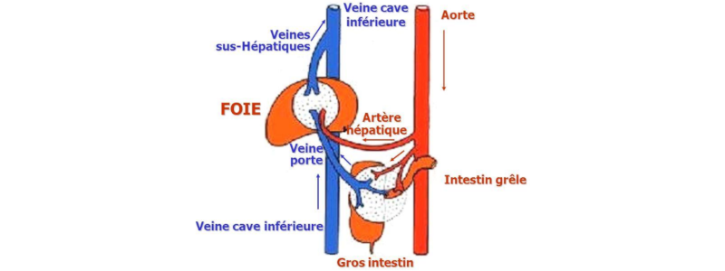 Vascularisation du foie