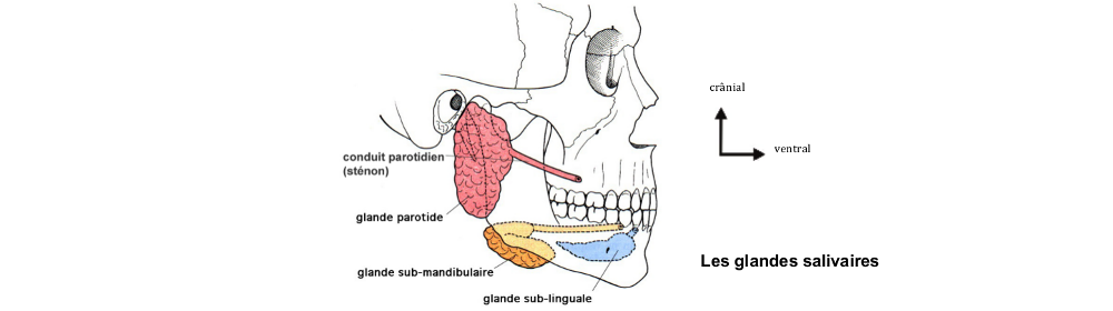 Glandes salivaires