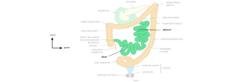 Intestin grêle