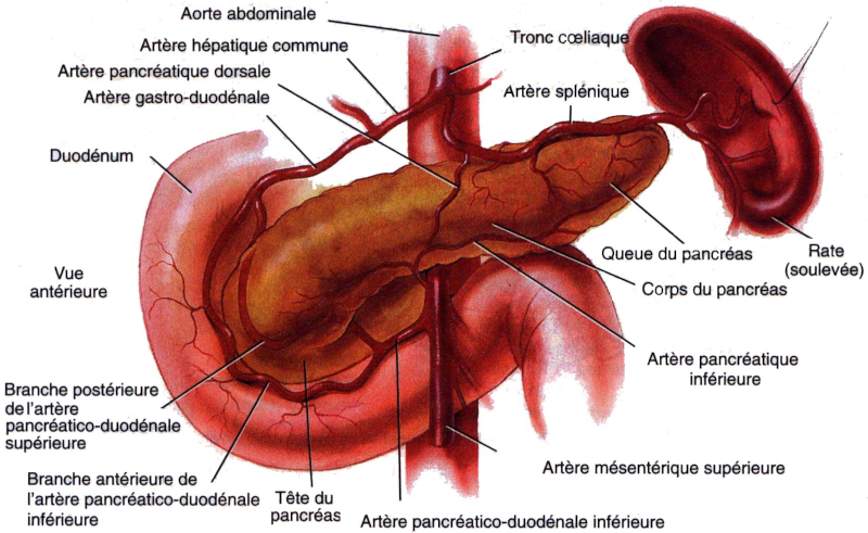 Pancreas