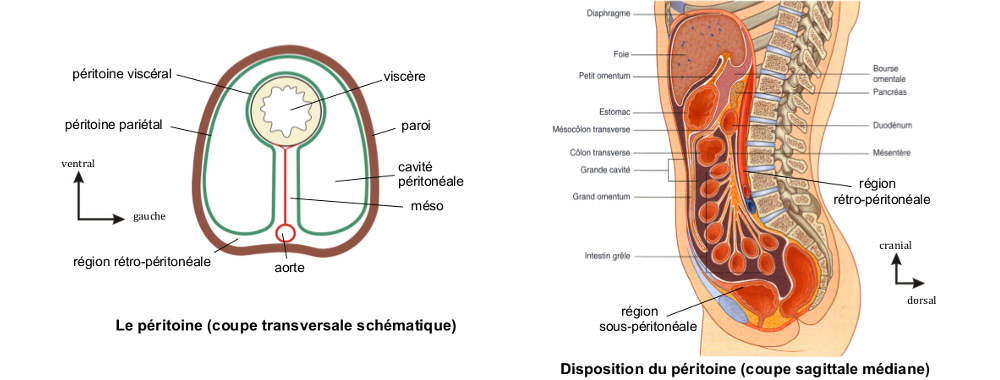 Le péritoine