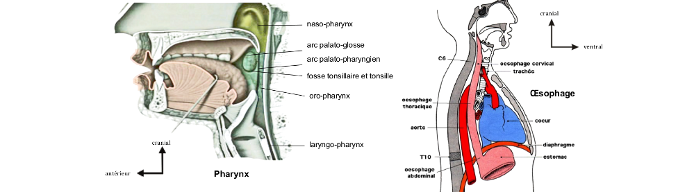 Pharynx et œsophage