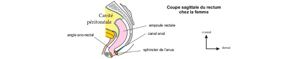 Le rectum