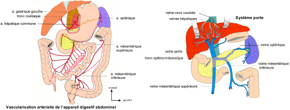 Vascularisation du tube digestif