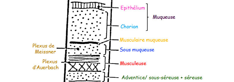 Les 5 tuniques du tube digestif