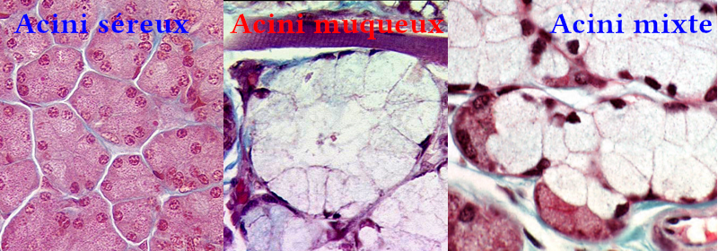 Image des différents types d’acinus