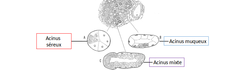 Types d’acini