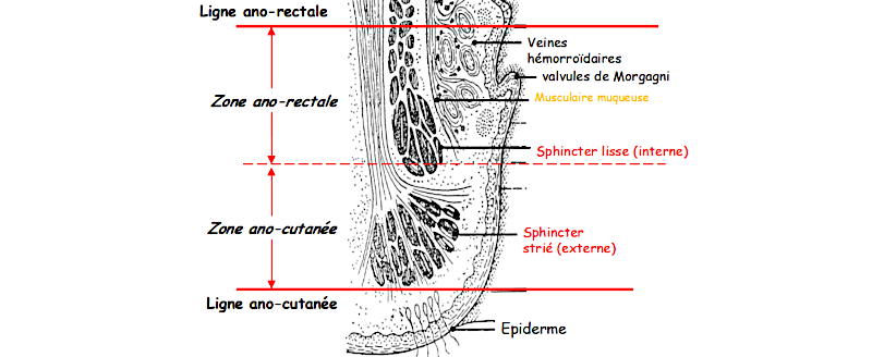 Détail du canal anal