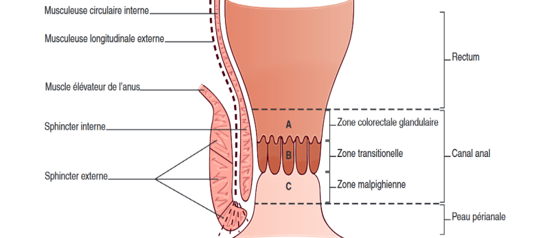 Le canal anal