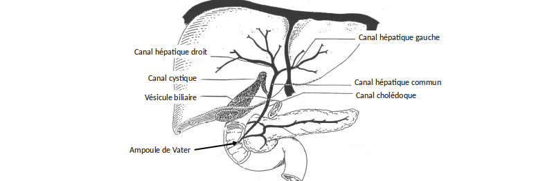 Dessin des voies biliaires