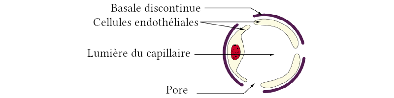 Schéma des capillaires sinusoïdes