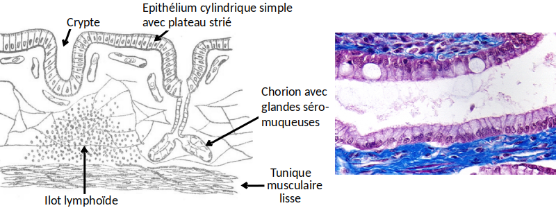 Le cholédoque