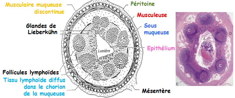 Schéma de l’histologie de l’appendice