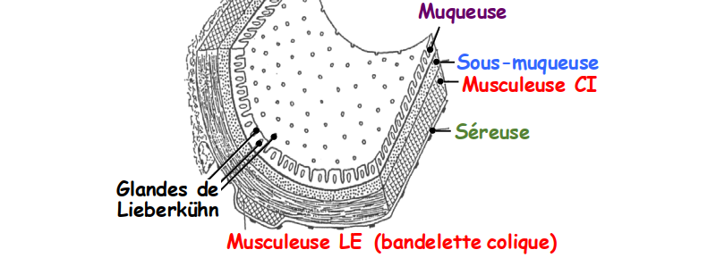 Schéma de l’histologie du colon