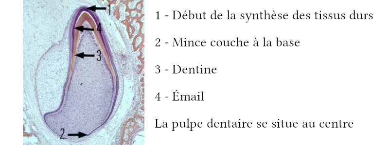 Histologie de la dent