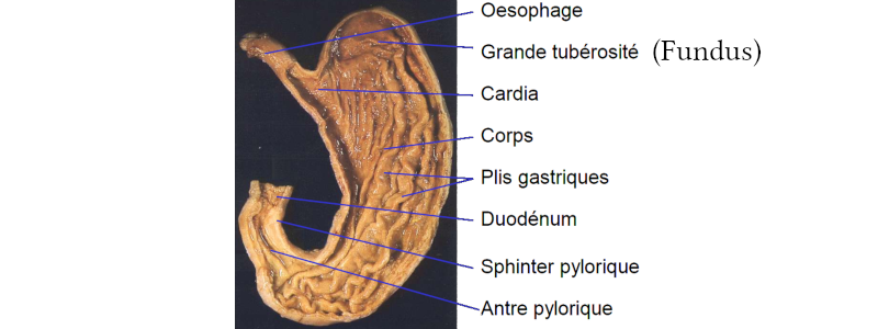 Image de l’estomac