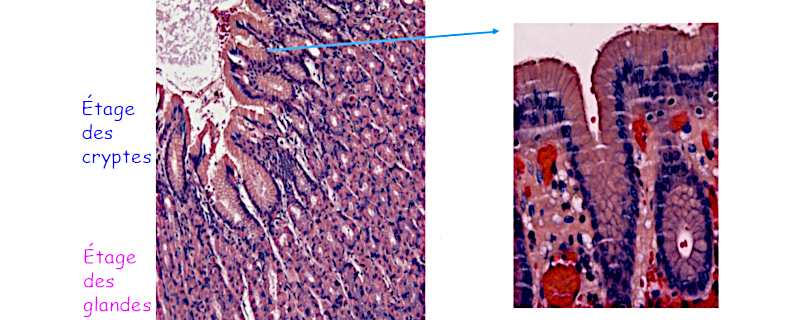 Structure de la muqueuse gastrique