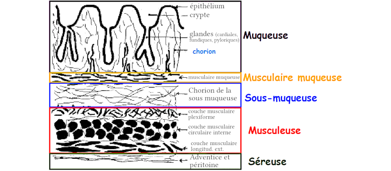 Tuniques de l’estomac