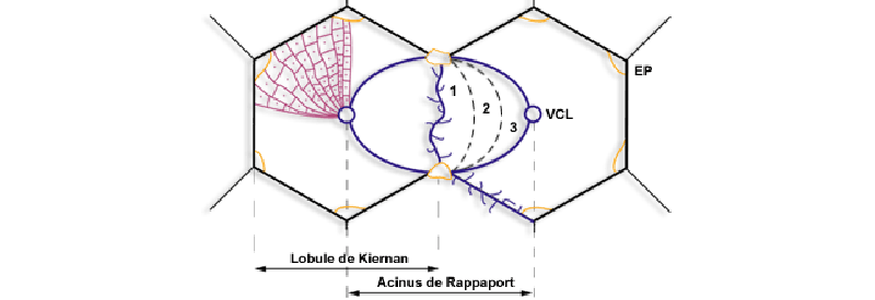 Division fonctionnelle du tissu hépatique