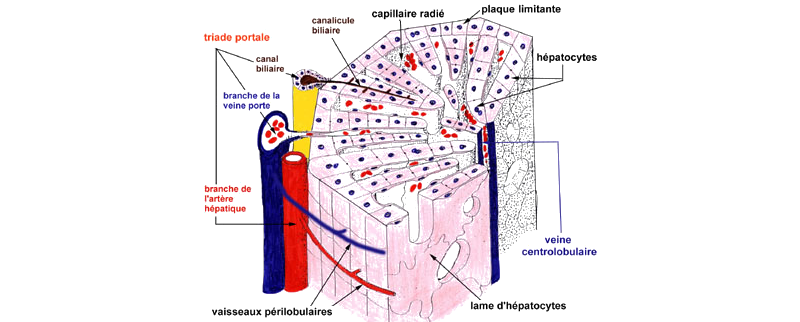 Schéma d’un lobule hépatique