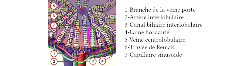 Circulation hépatique dans le lobule