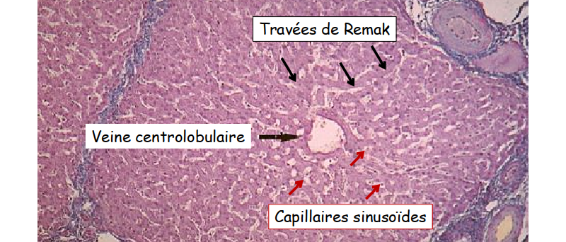 Détail d’un lobule hépatique