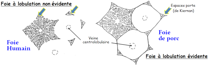 Lobulation du foie