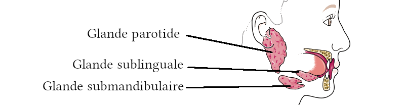 Anatomie des glandes salivaires