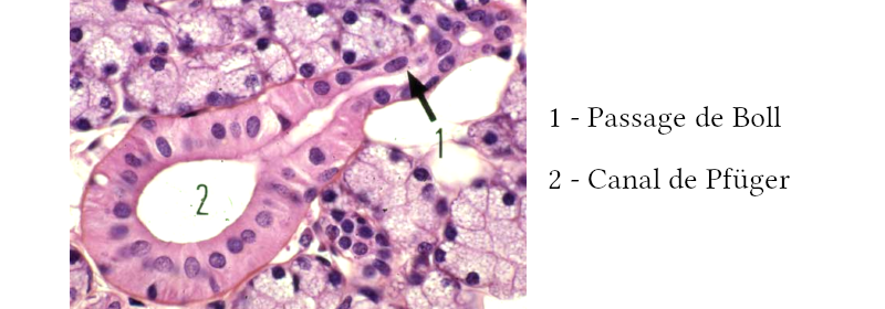 Image de canaux excréteurs de glande salivaire
