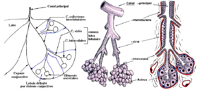 Histologie des glandes salivaire