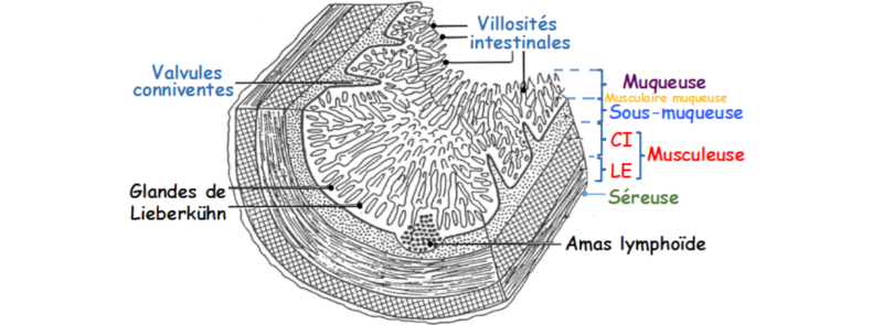 Les villosités de la muqueuse intestinale